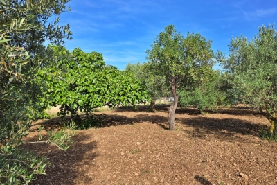 CASA DE CAMPO ,Pollensa